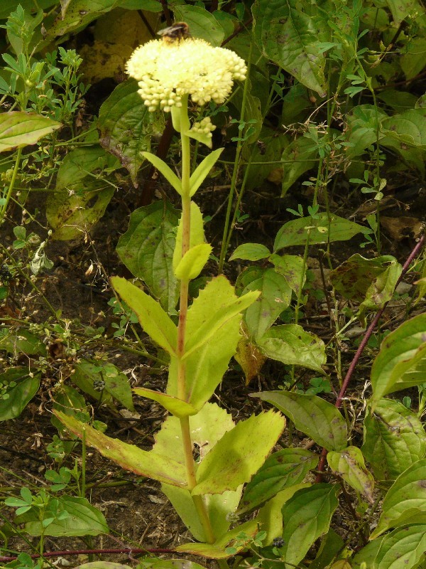 Sedum maximum auct. non L. 1