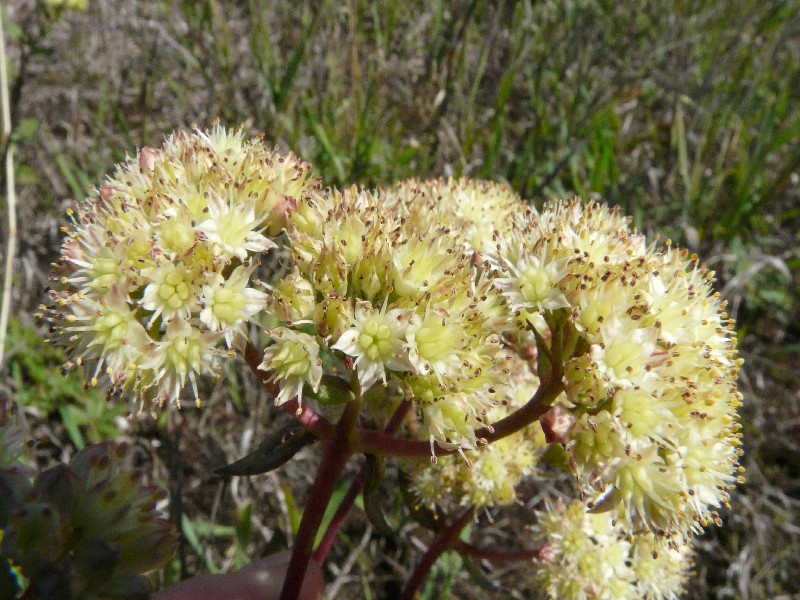 Sedum maximum 2