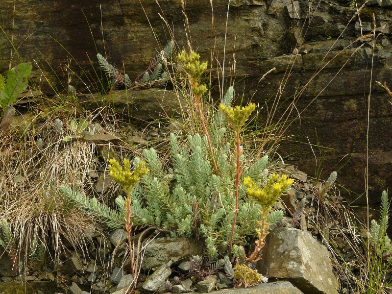 Sedum rupestre 1