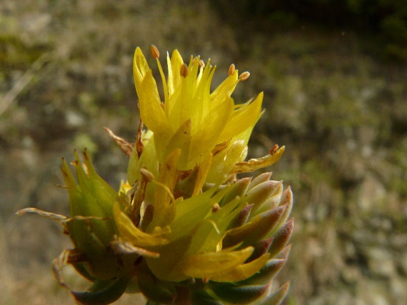 Sedum rupestre 2