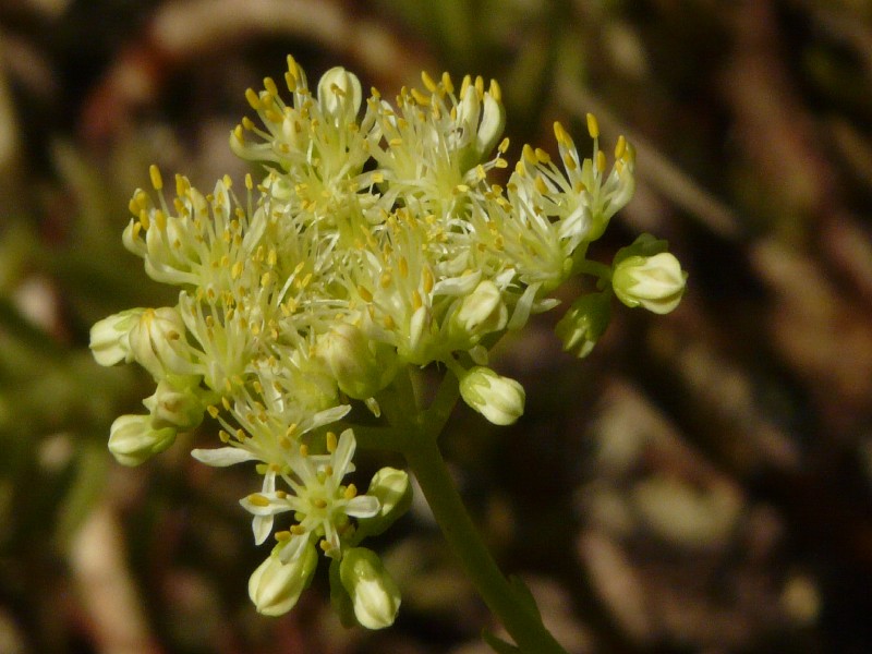 Sedum sediforme 2