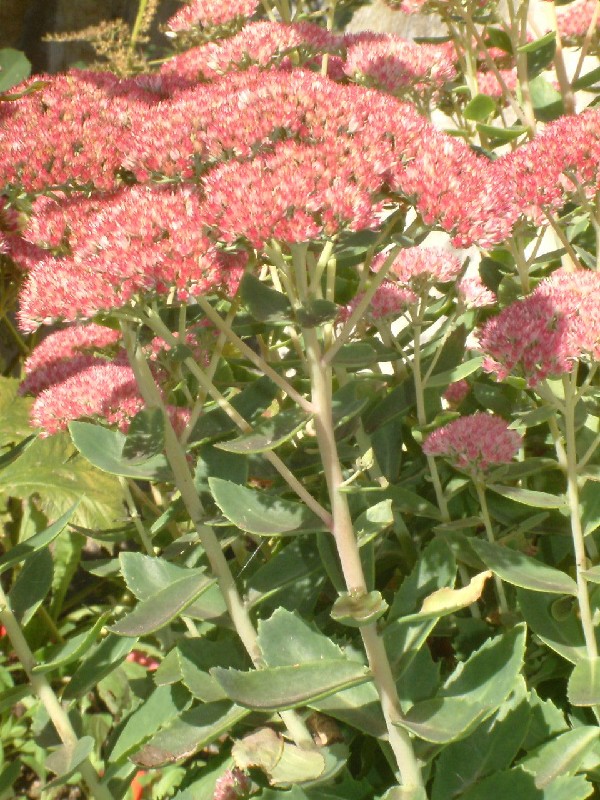 Sedum spectabile 1