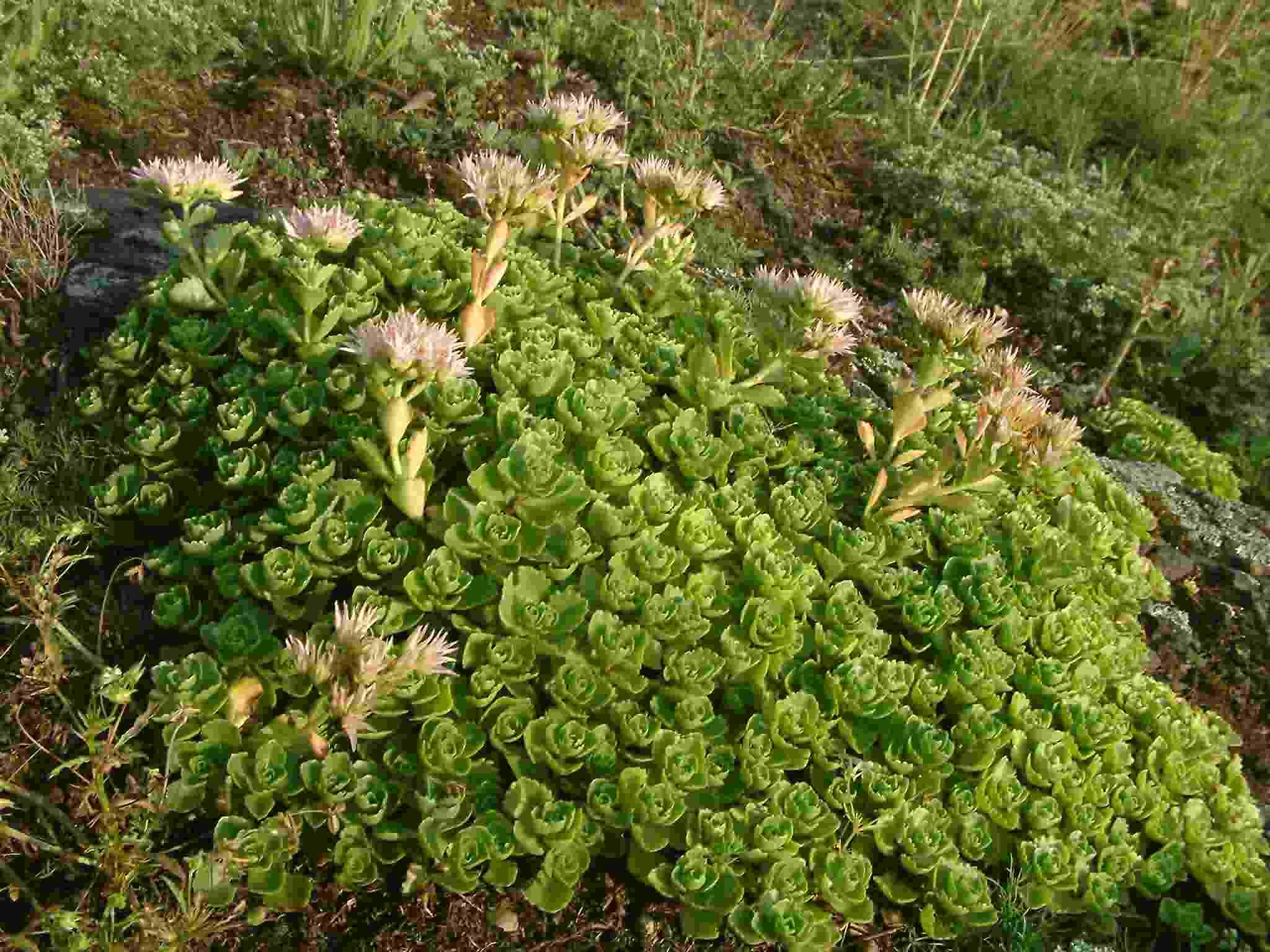 Sedum spurium 1