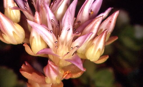 Sedum spurium 2