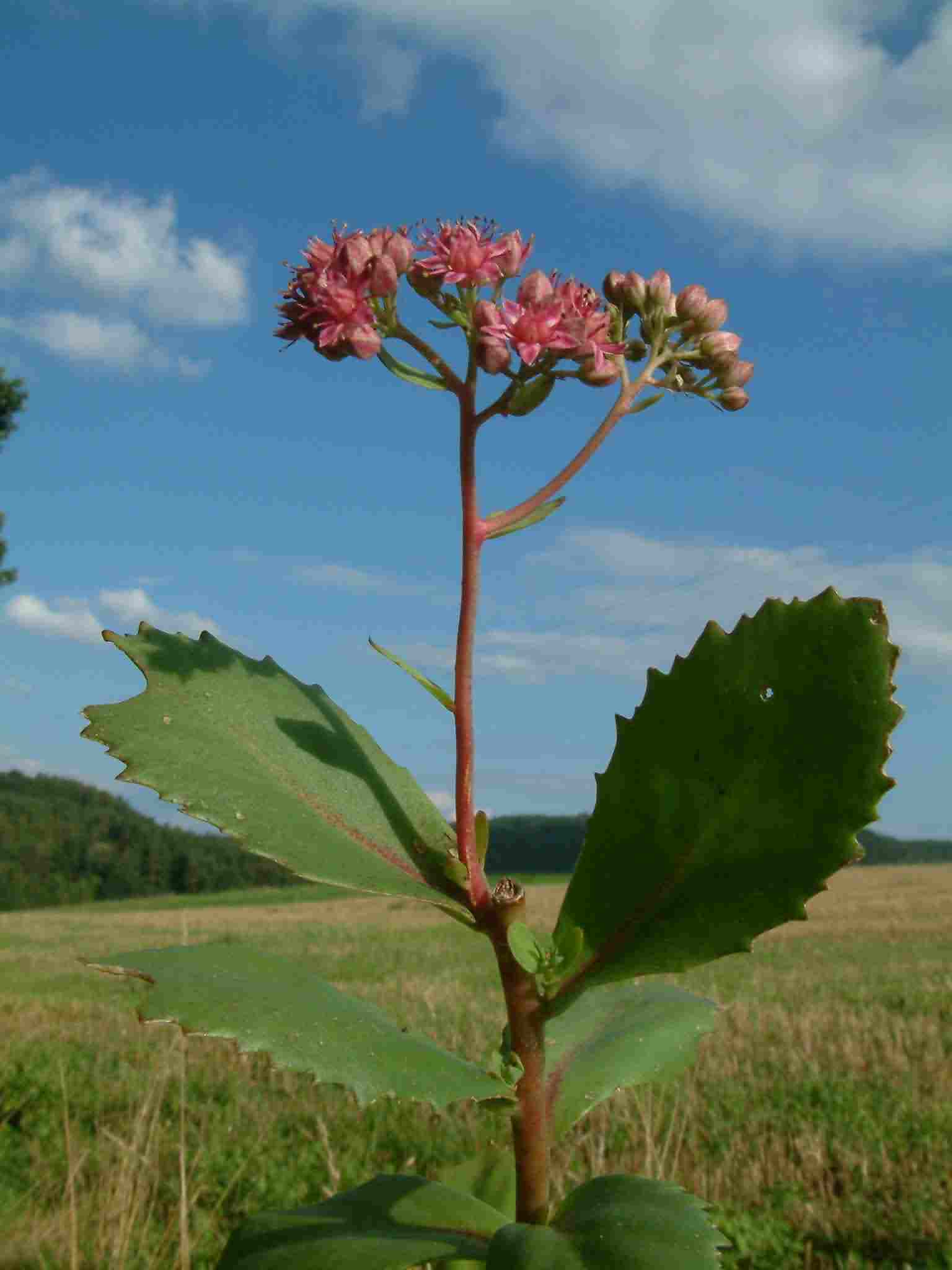 Sedum telephium 1