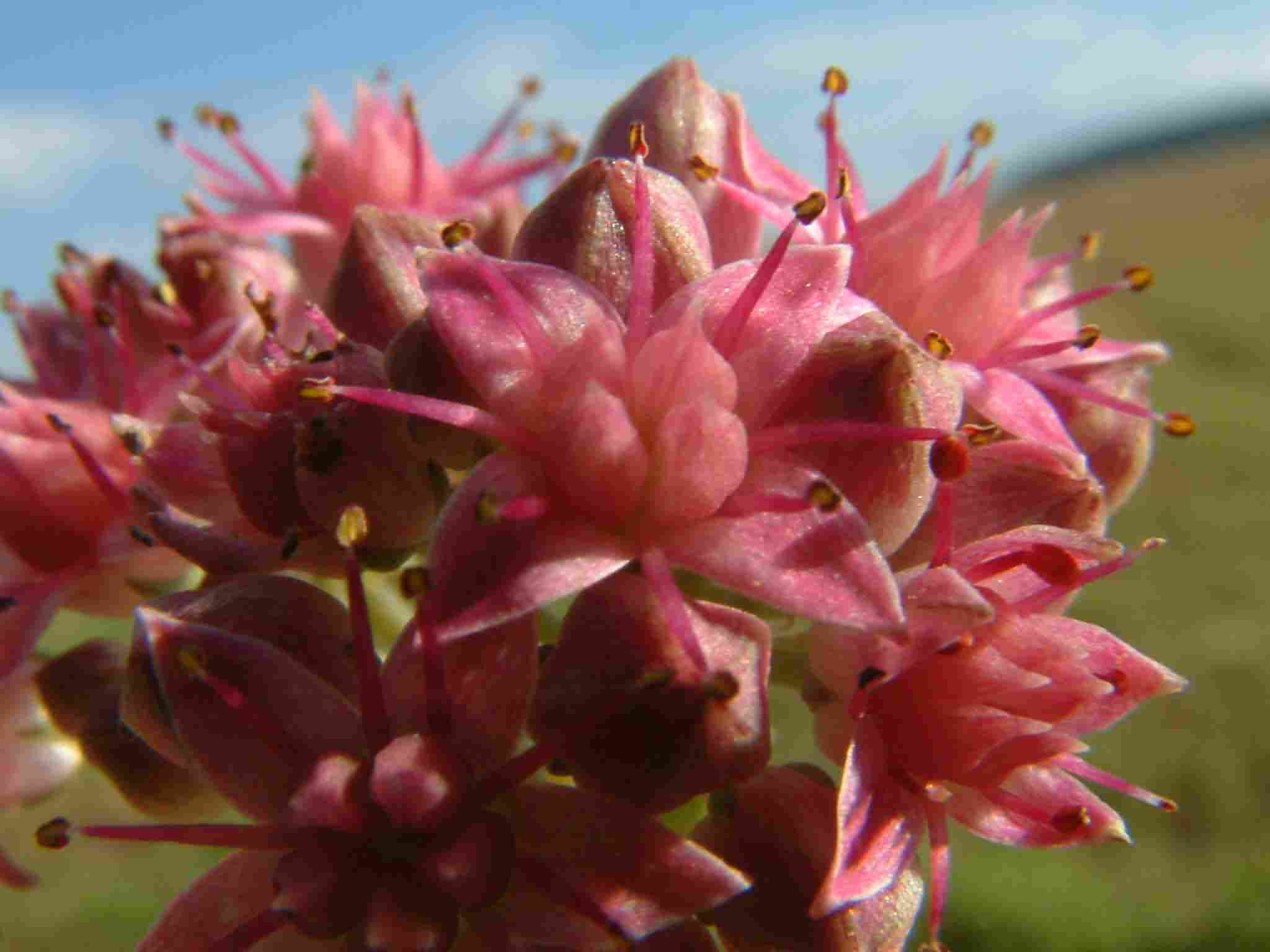 Sedum telephium 3