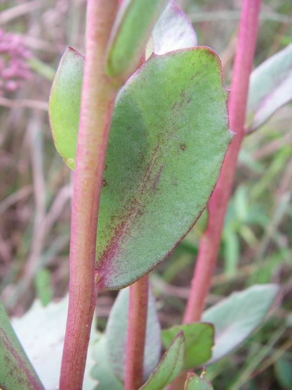 Sedum telephium 2