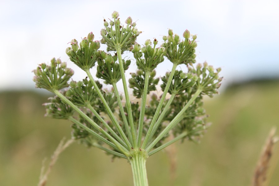 Selinum carvifolia 3