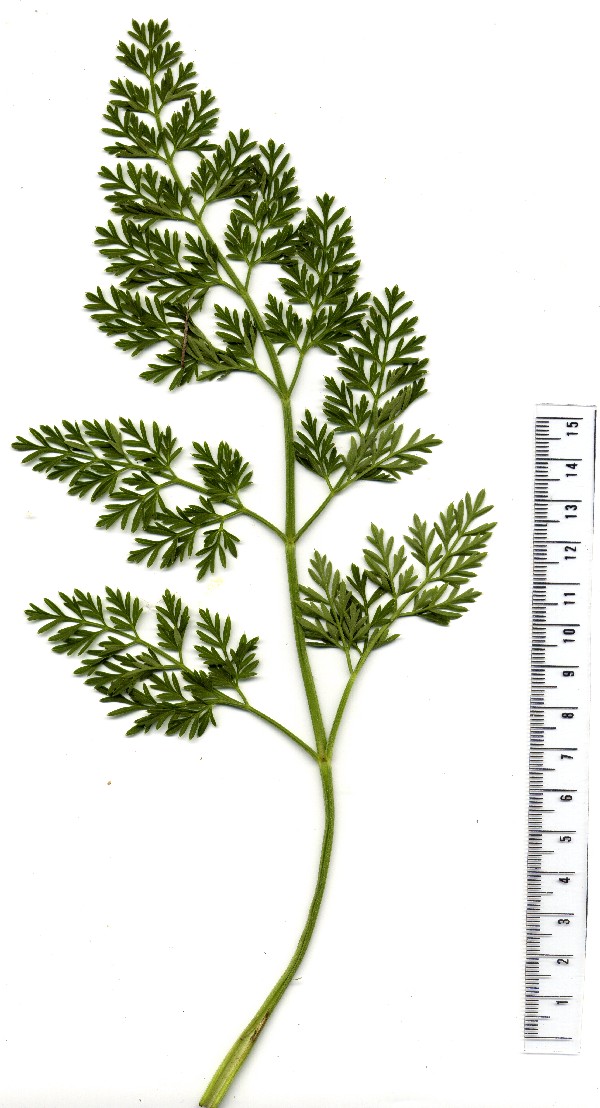 Selinum carvifolia 4