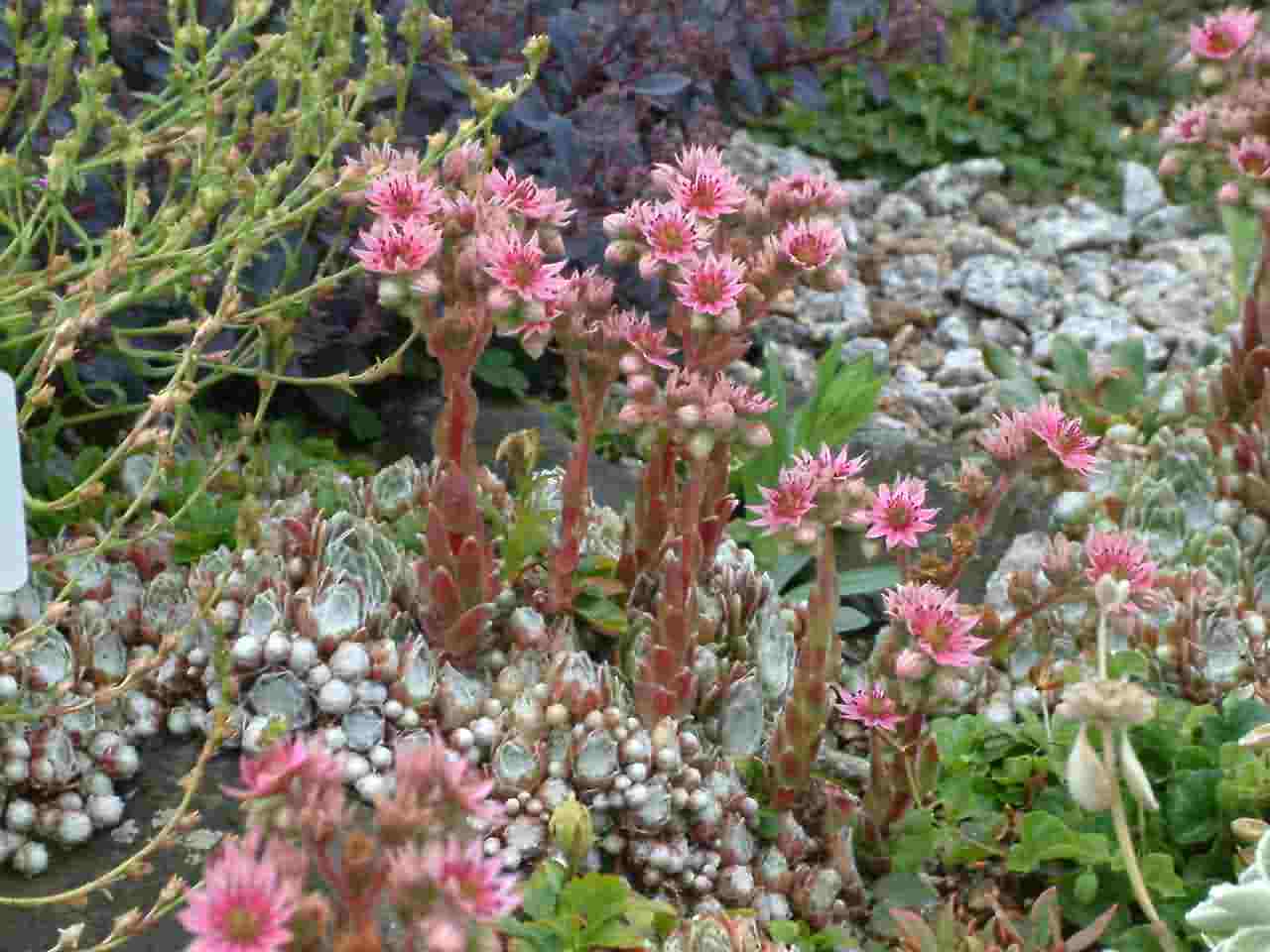 Sempervivum arachnoideum 1