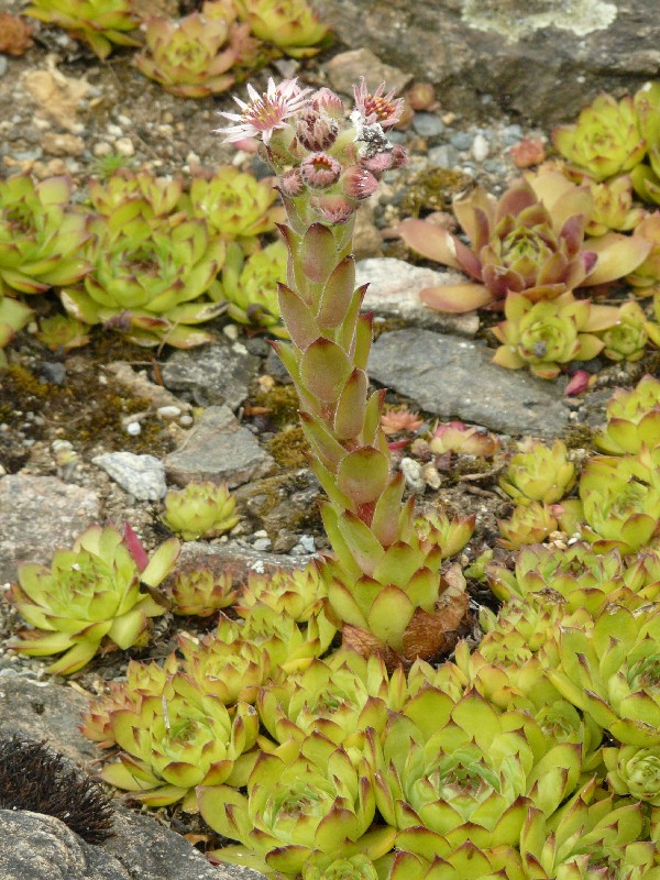 Sempervivum tectorum 1