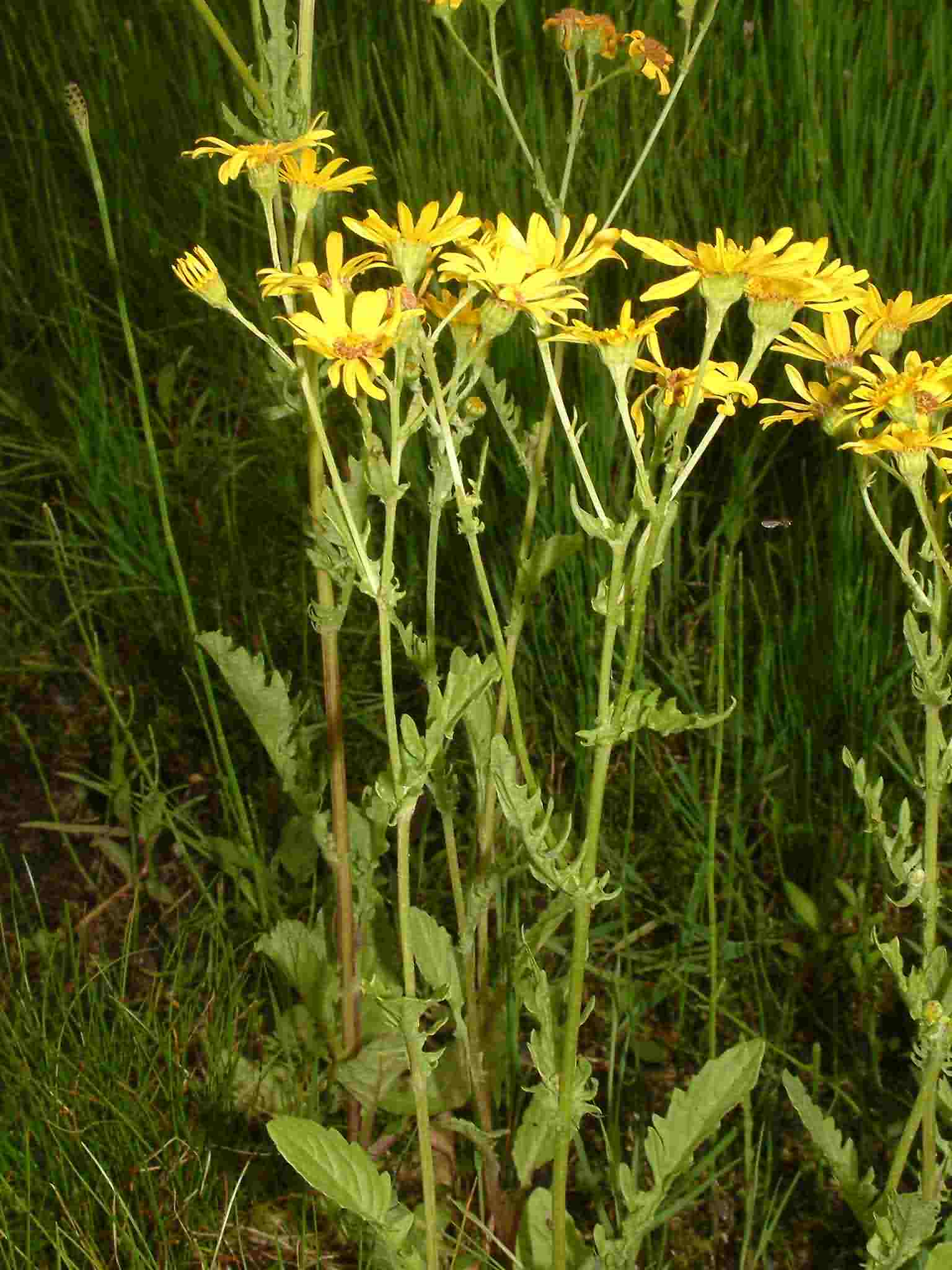 Senecio aquaticus 1