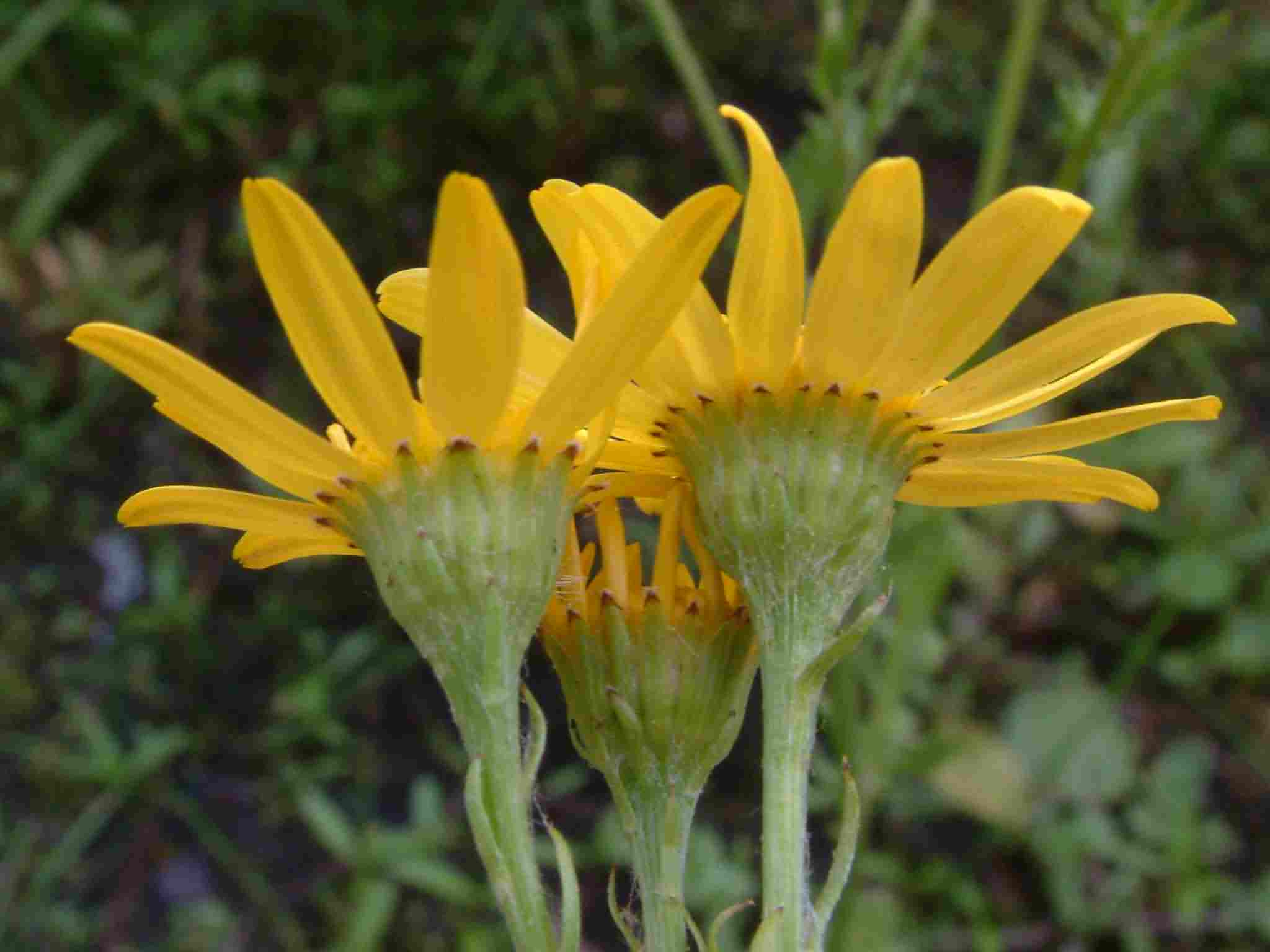 Senecio aquaticus 2