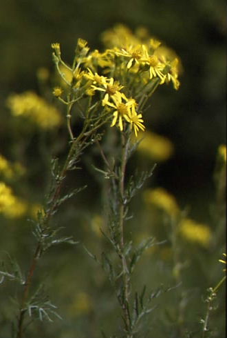 Senecio erucifolius 1