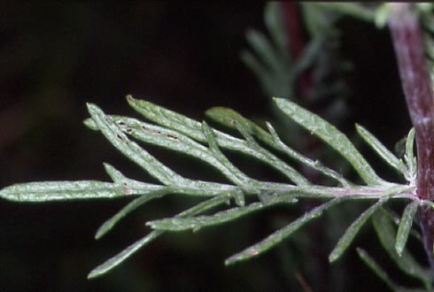 Senecio erucifolius 2