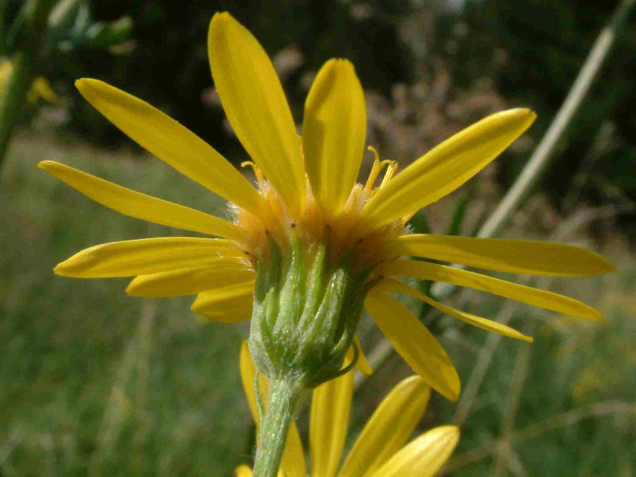 Senecio erucifolius 3