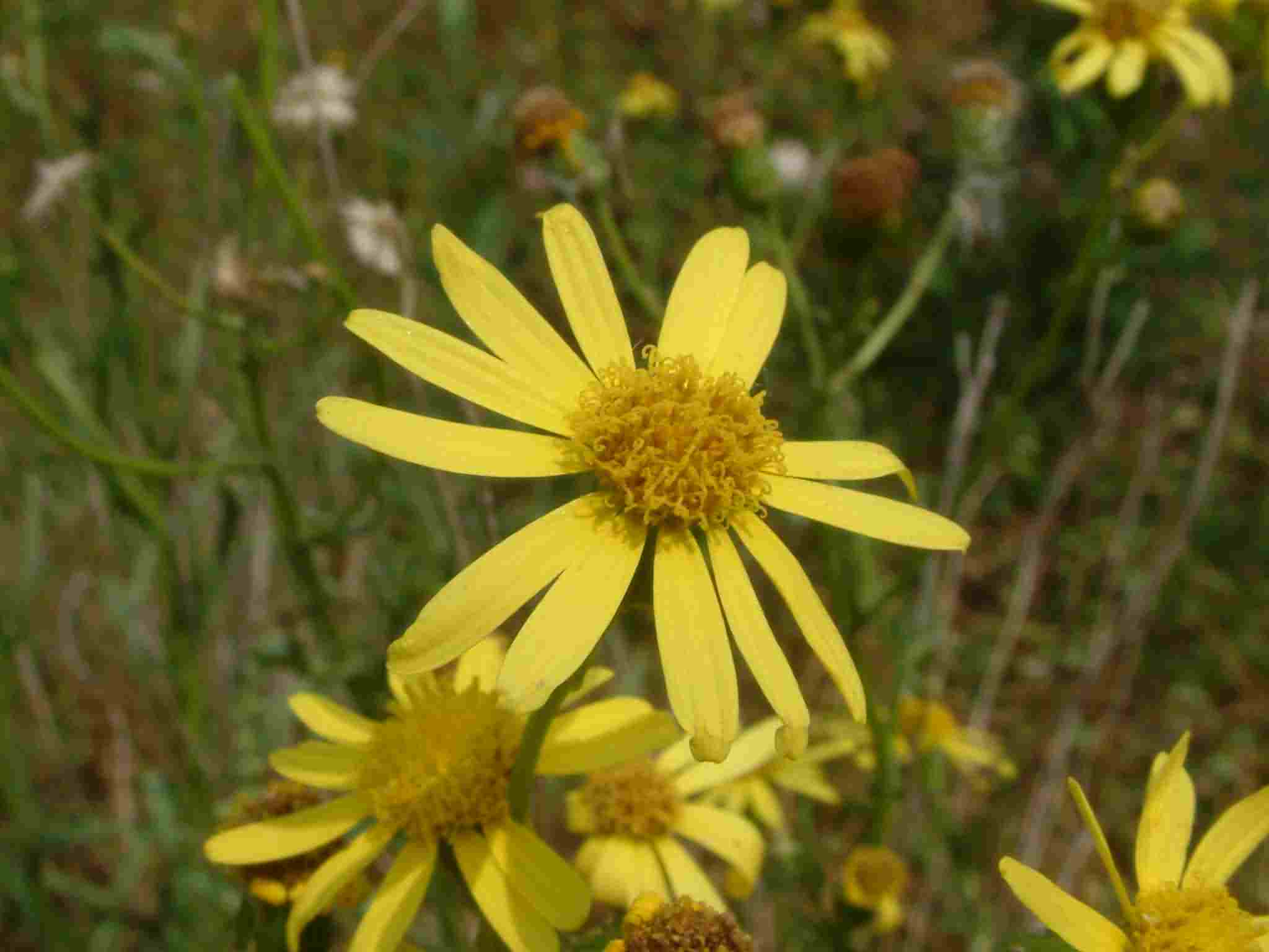 Senecio inaequidens 2