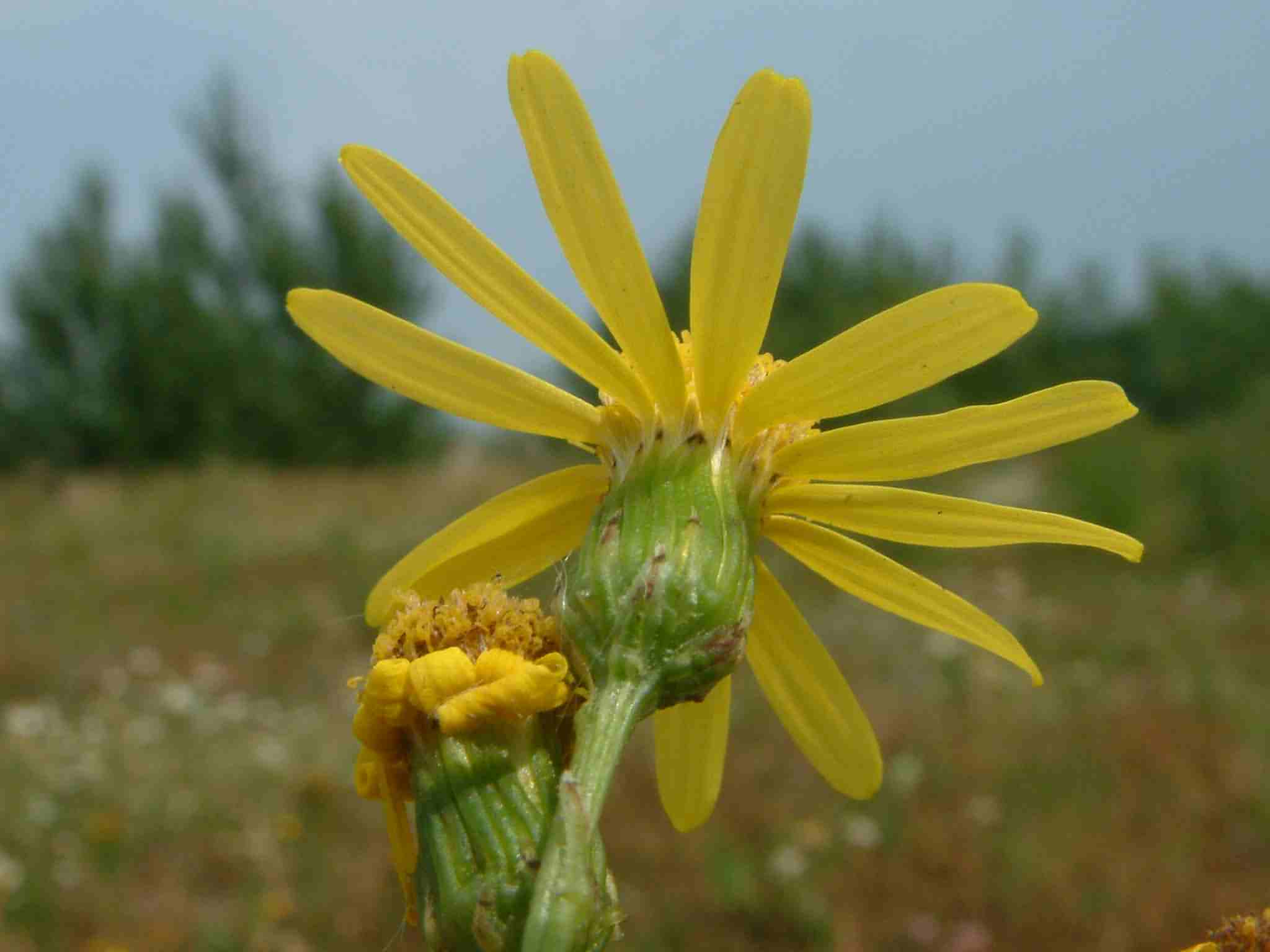 Senecio inaequidens 3