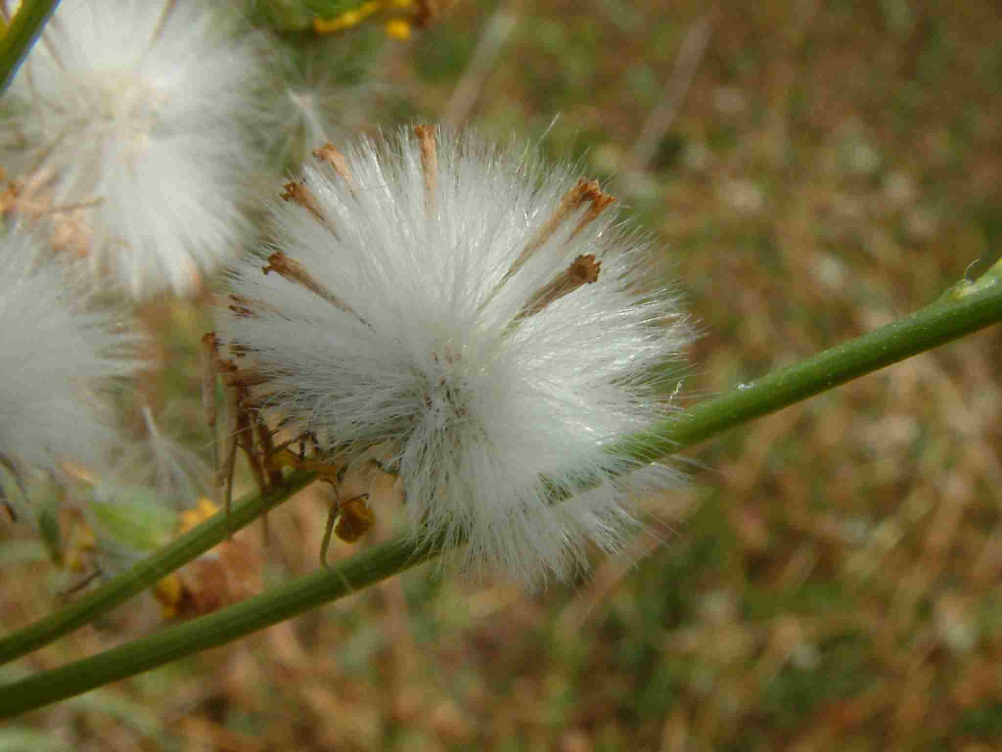 Senecio inaequidens 4