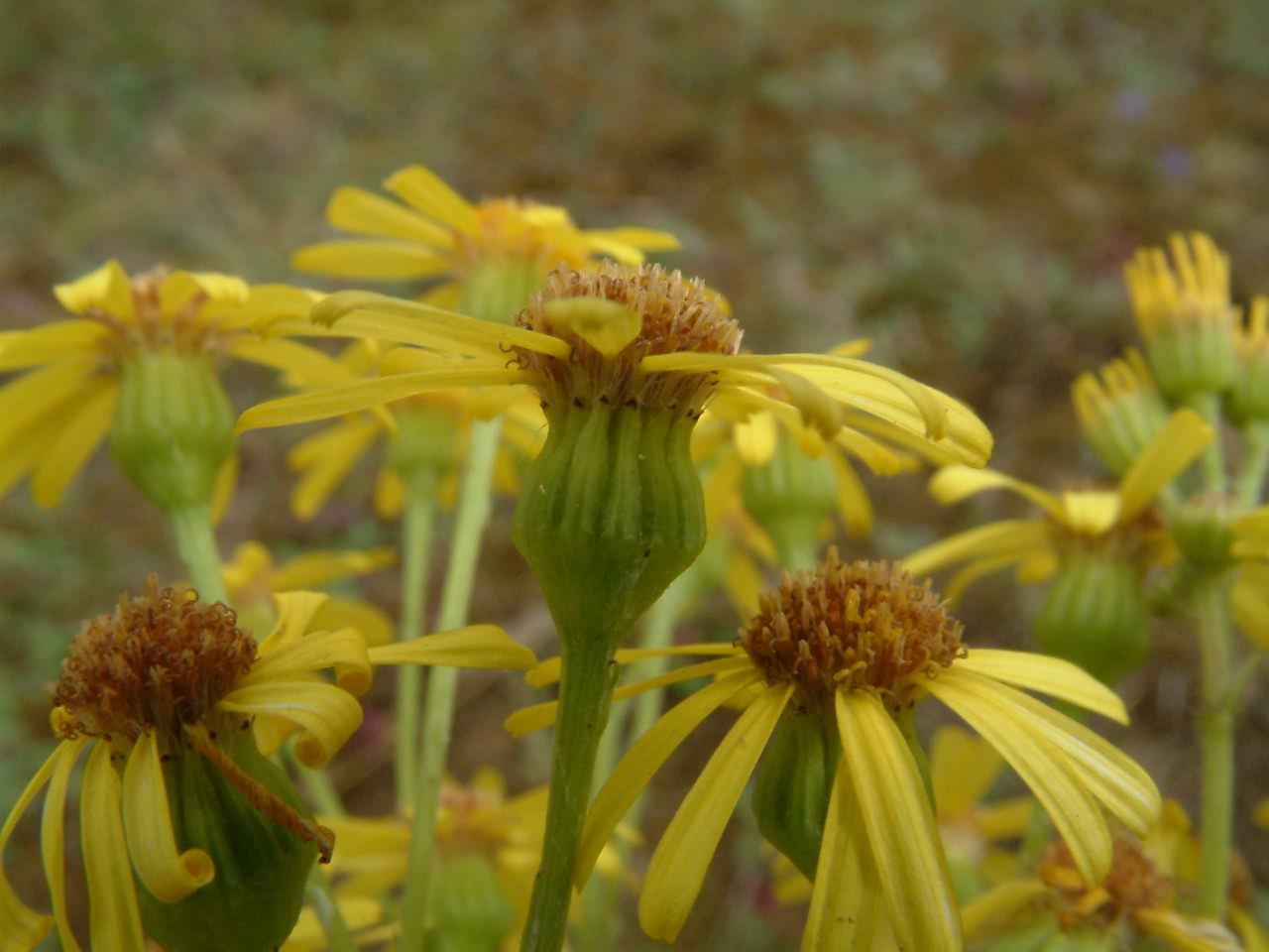 Senecio jacobaea 2