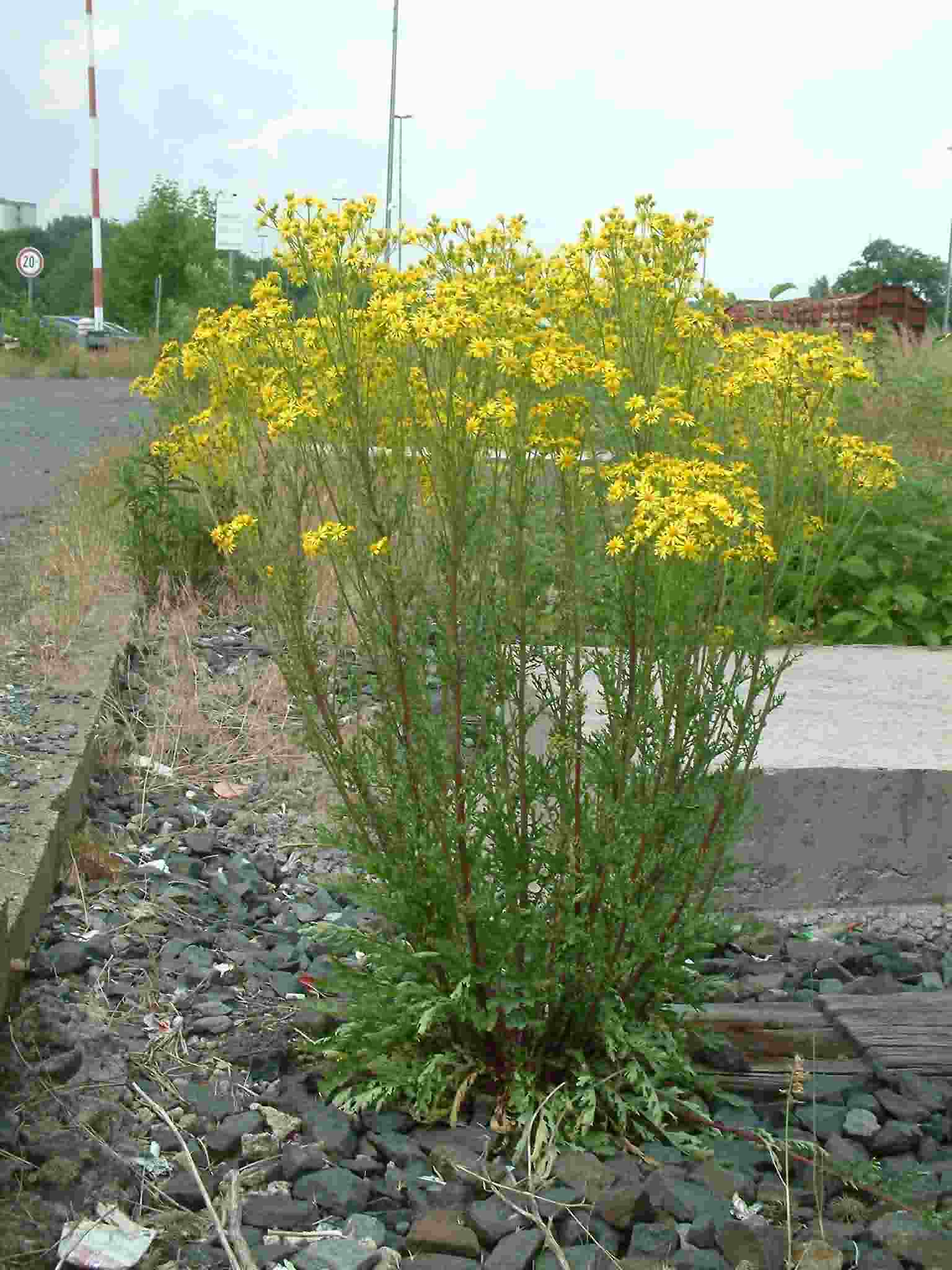 Senecio jacobaea 1