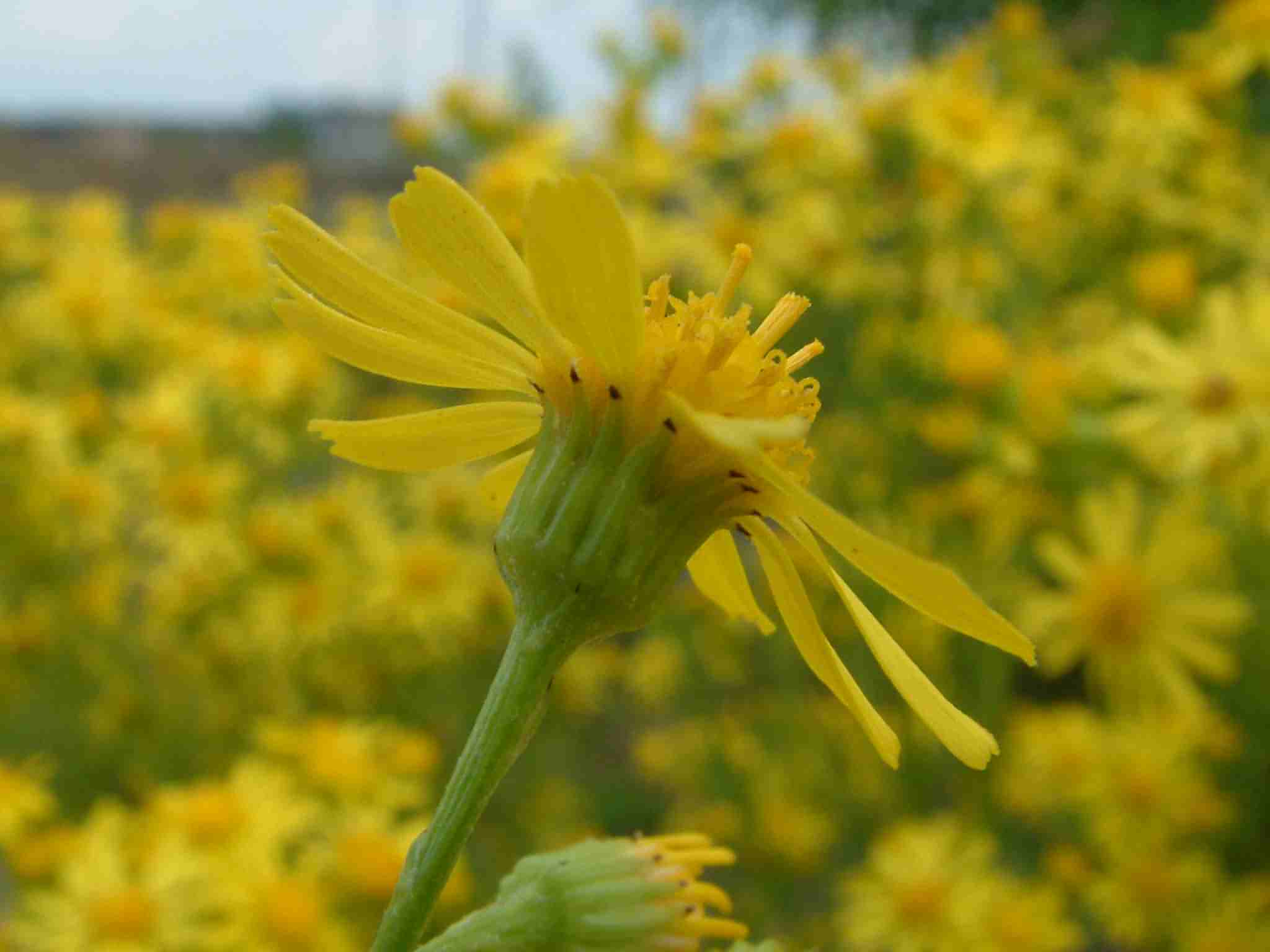 Senecio jacobaea 3