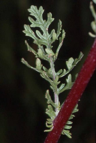 Senecio jacobaea 4