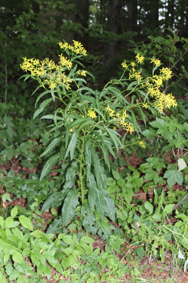 Senecio ovatus 1