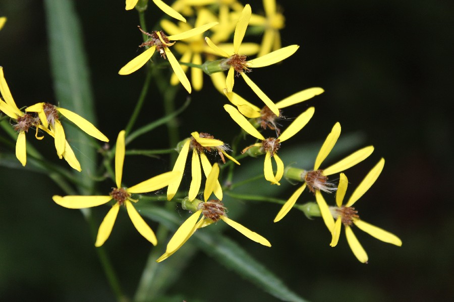 Senecio ovatus 2