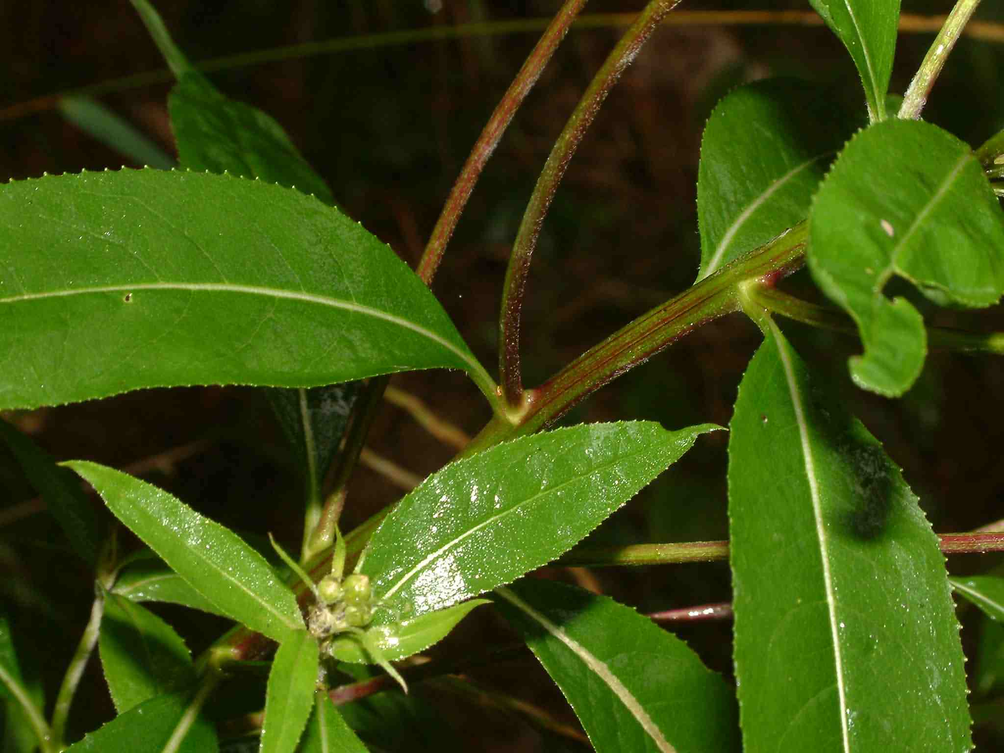 Senecio ovatus 3