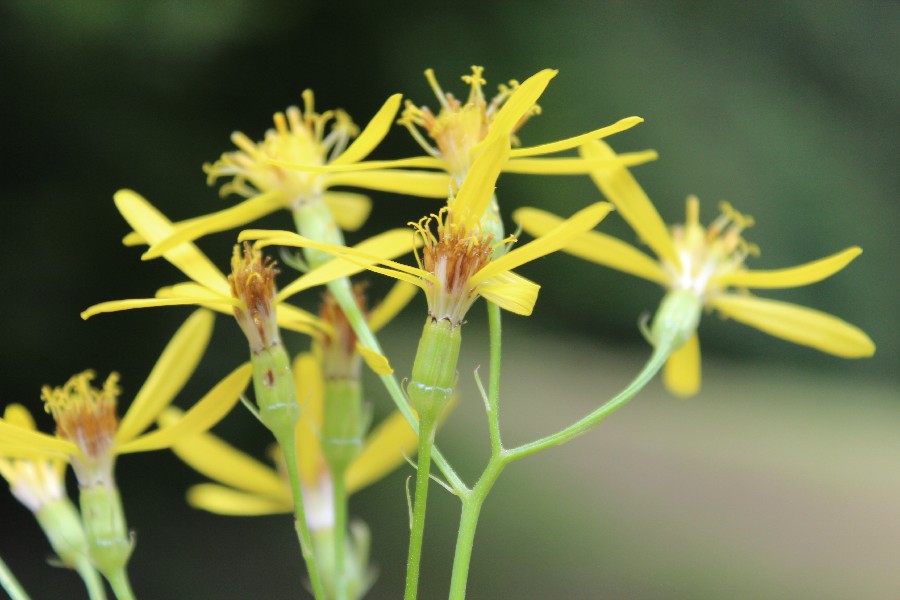 Senecio ovatus 3