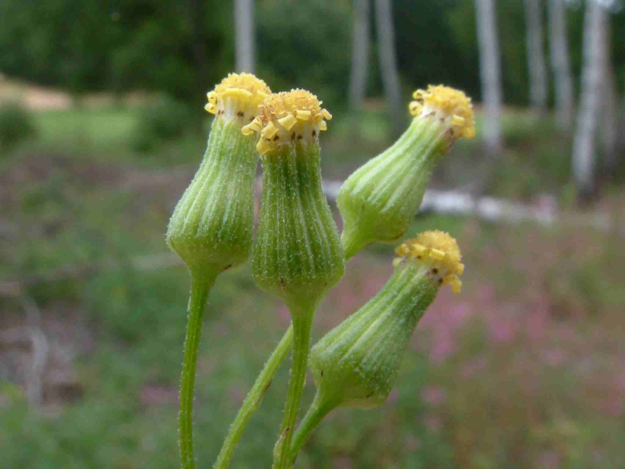 Senecio sylvaticus 2