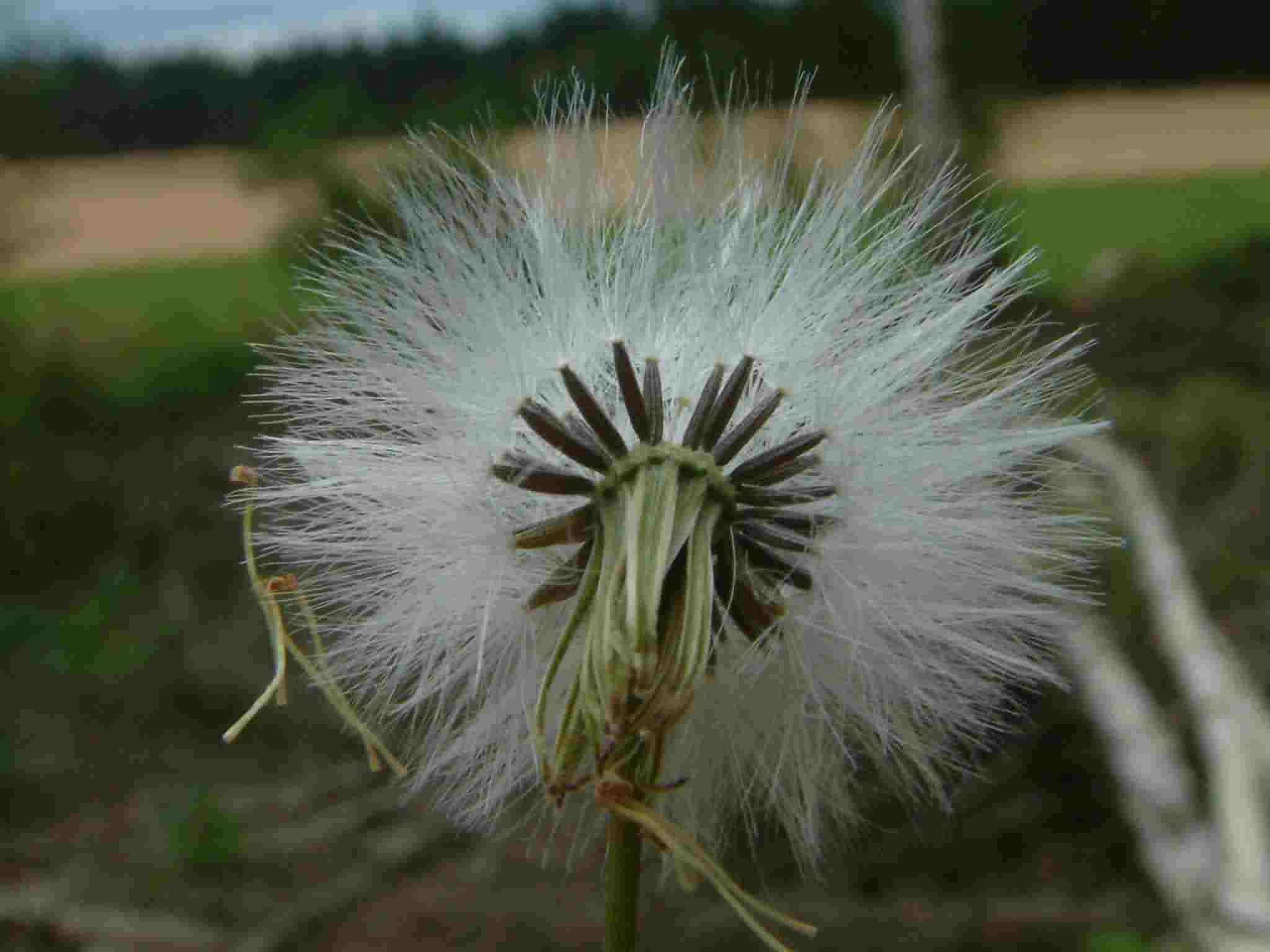 Senecio sylvaticus 3