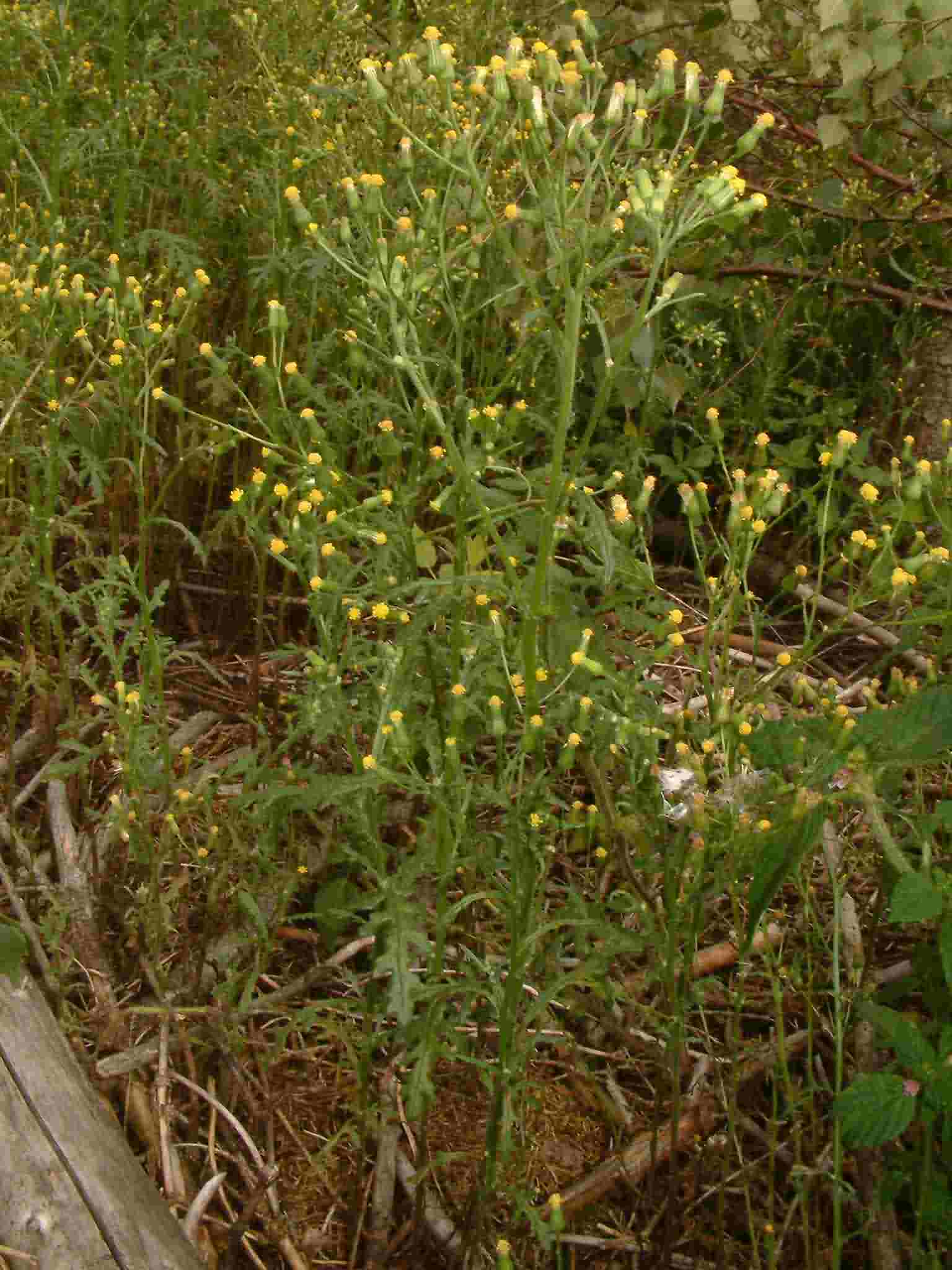 Senecio sylvaticus 1