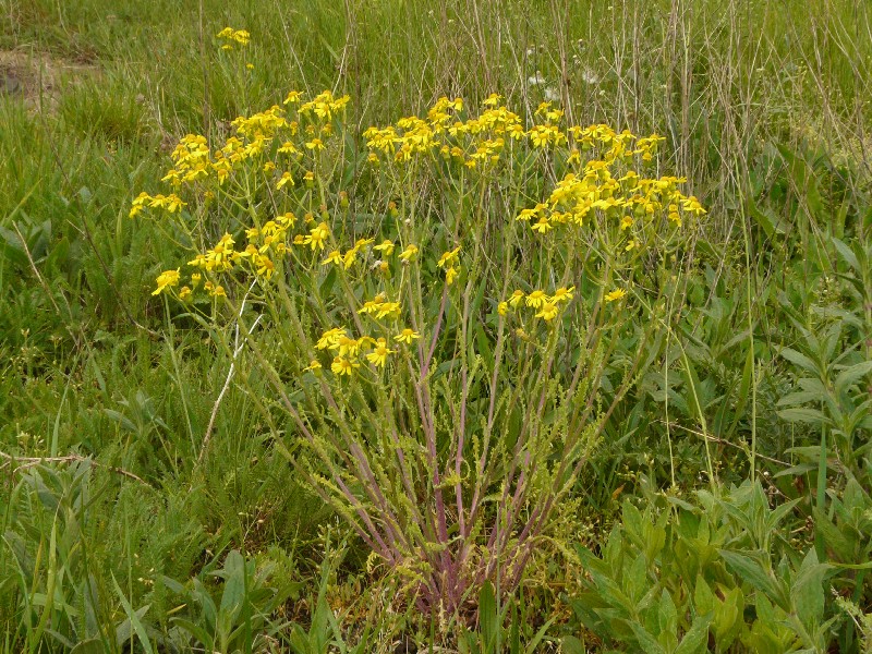 Senecio vernalis 1