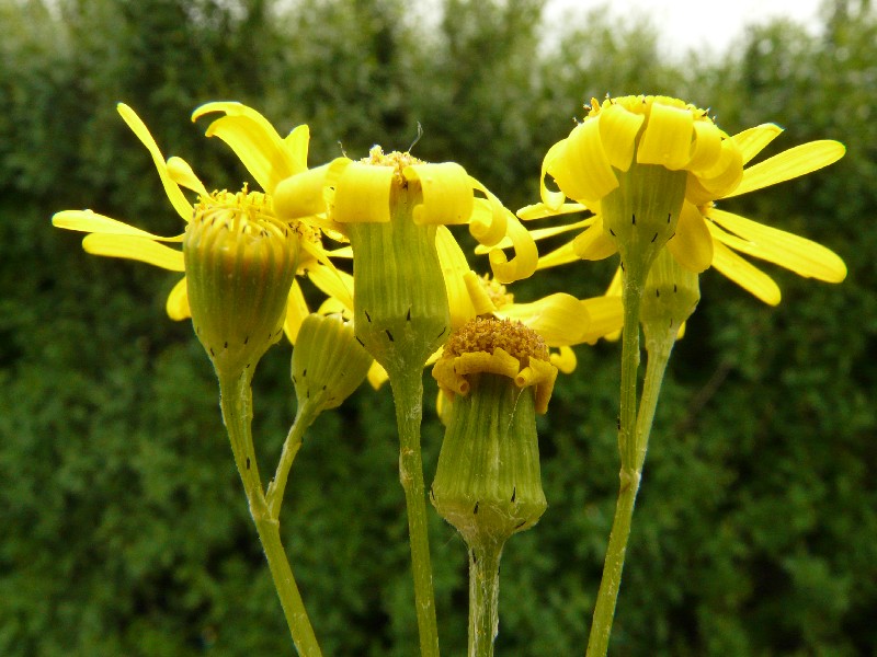 Senecio vernalis 2