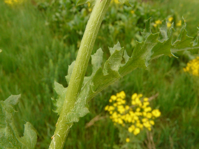 Senecio vernalis 3