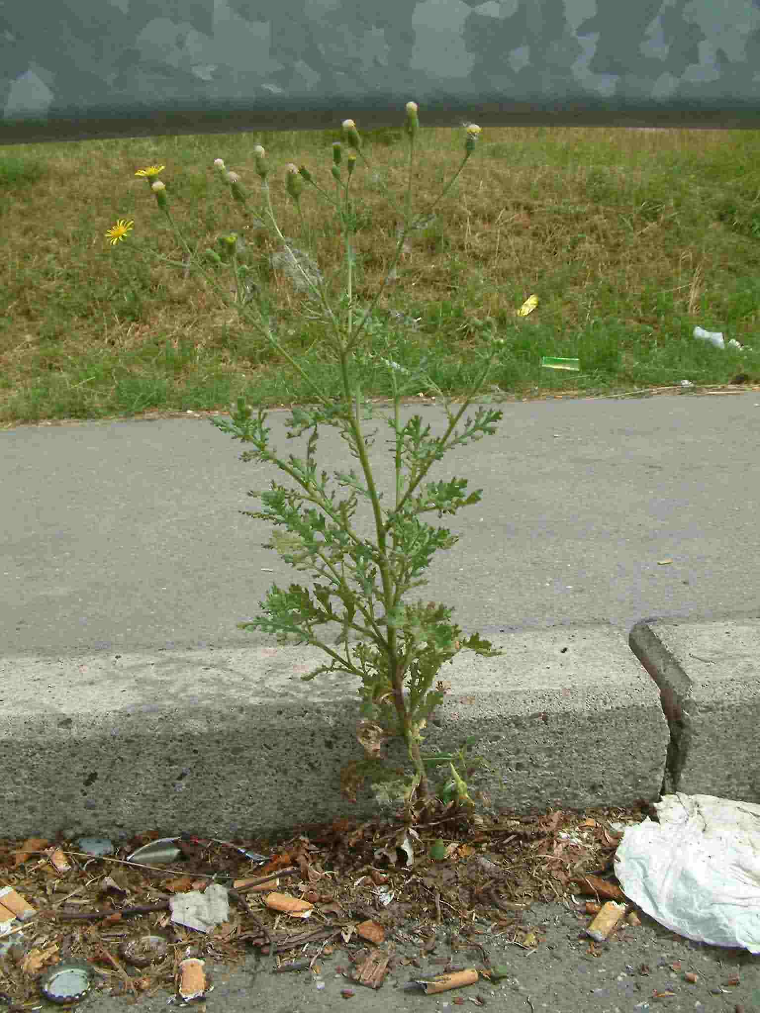 Senecio viscosus 1