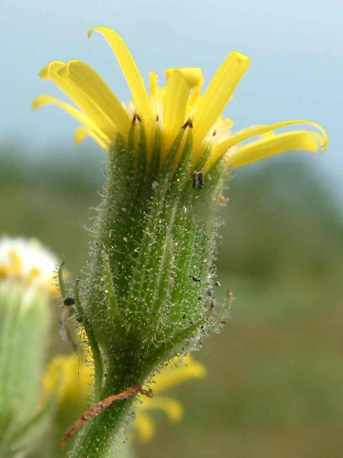 Senecio viscosus 2