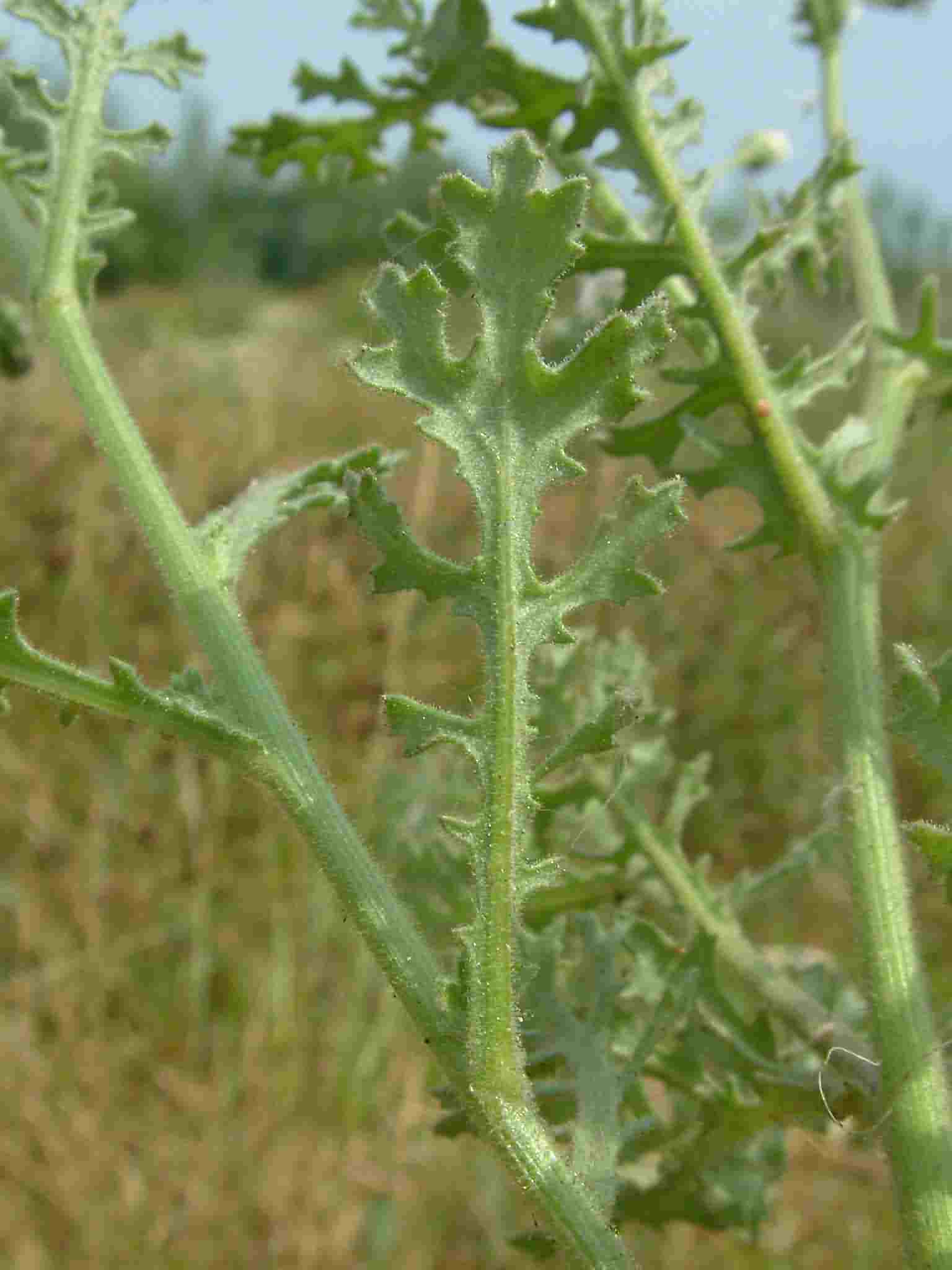 Senecio viscosus 3