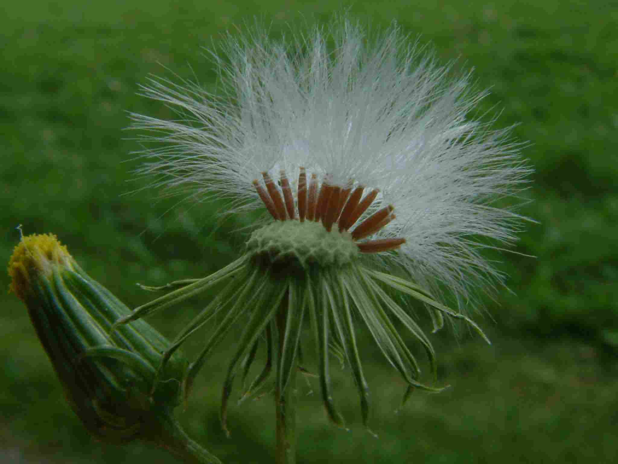 Senecio vulgaris 3