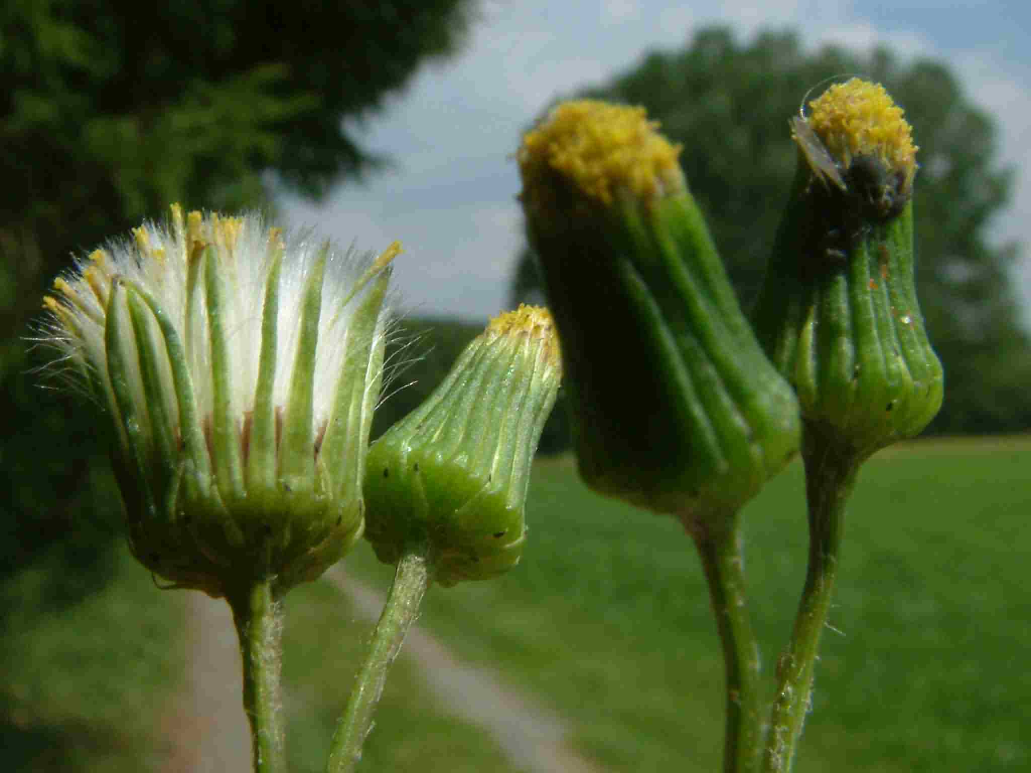 Senecio vulgaris 2