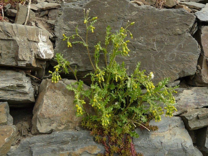 Senecio vulgaris 1