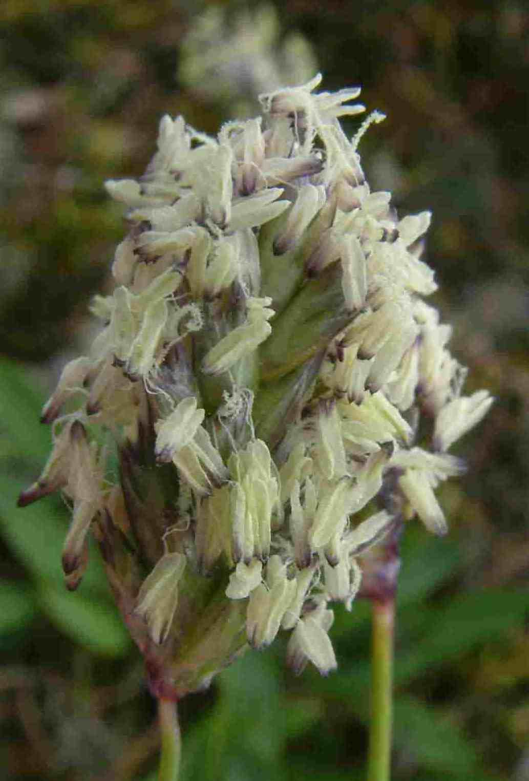 Sesleria albicans 2