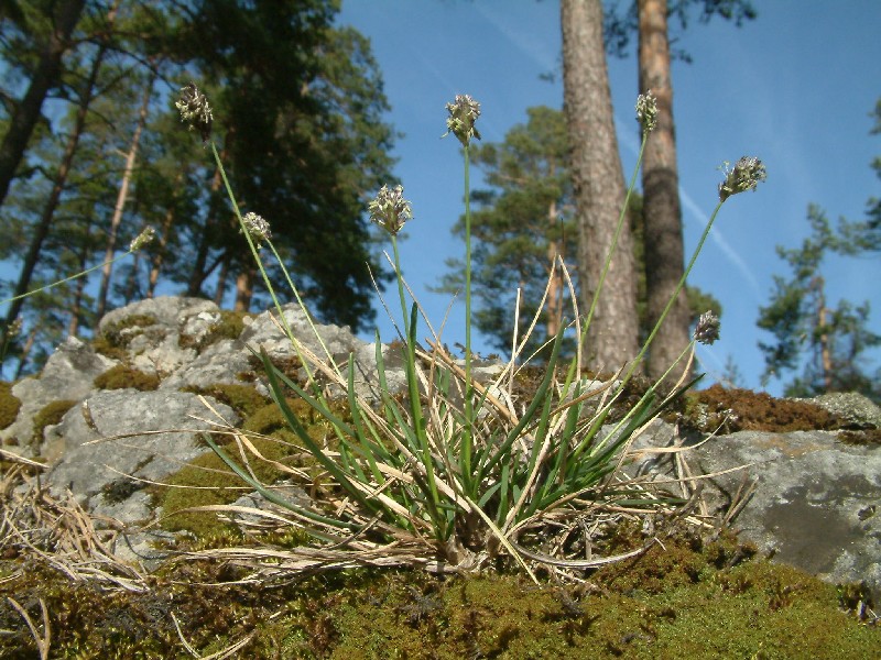 Sesleria albicans 1