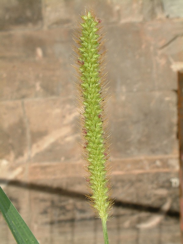 Setaria pumila 1