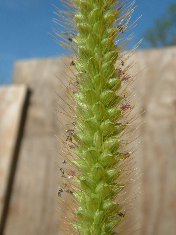 Setaria pumila 2