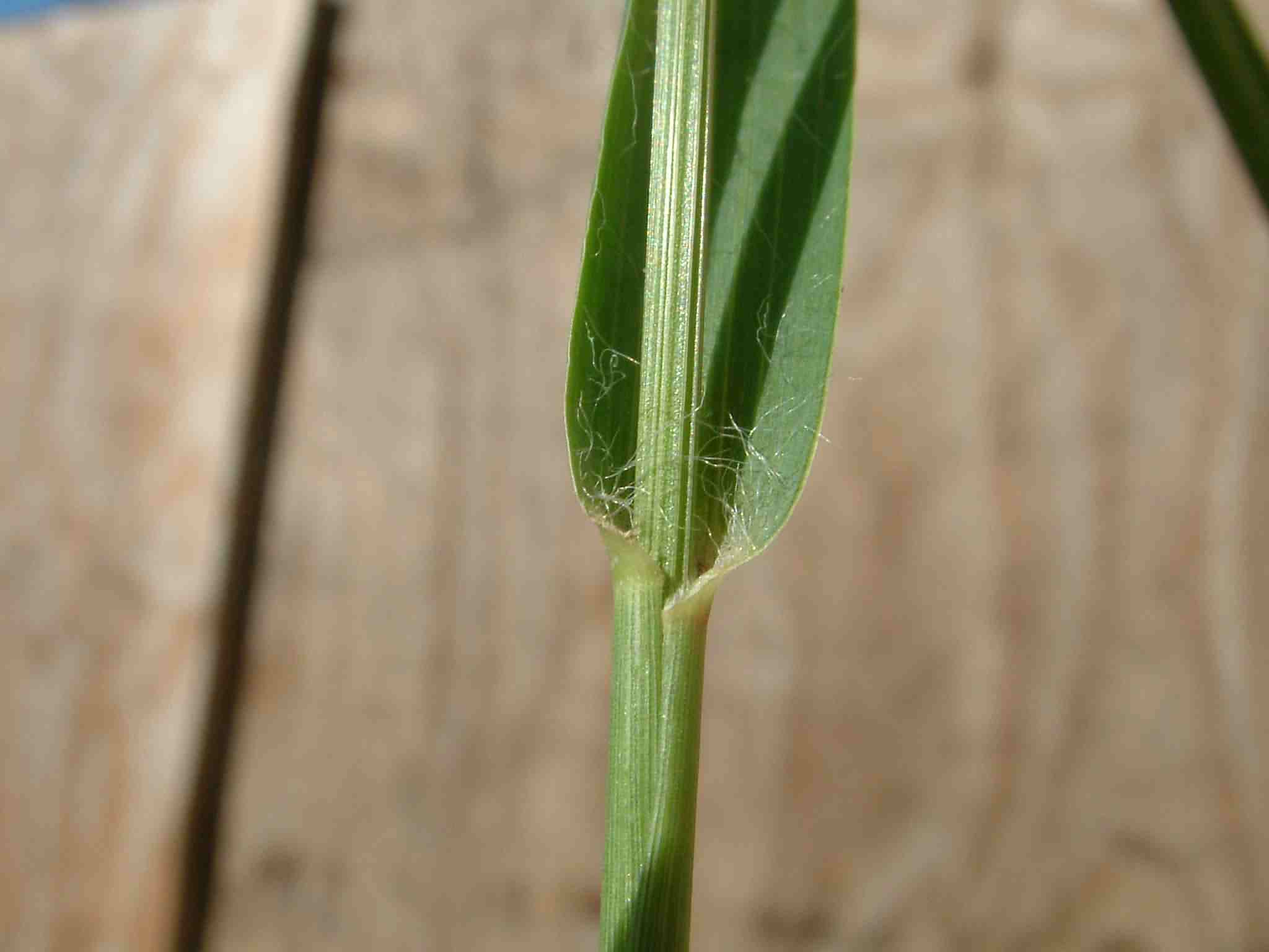 Setaria pumila 3