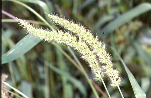 Setaria verticillata 1