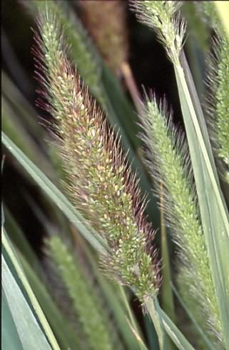 Setaria viridis 2